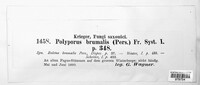 Polyporus brumalis image